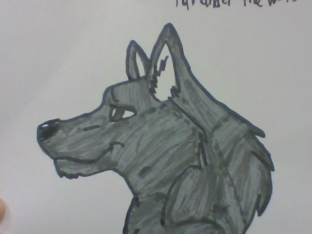 Wolf drawn by me
