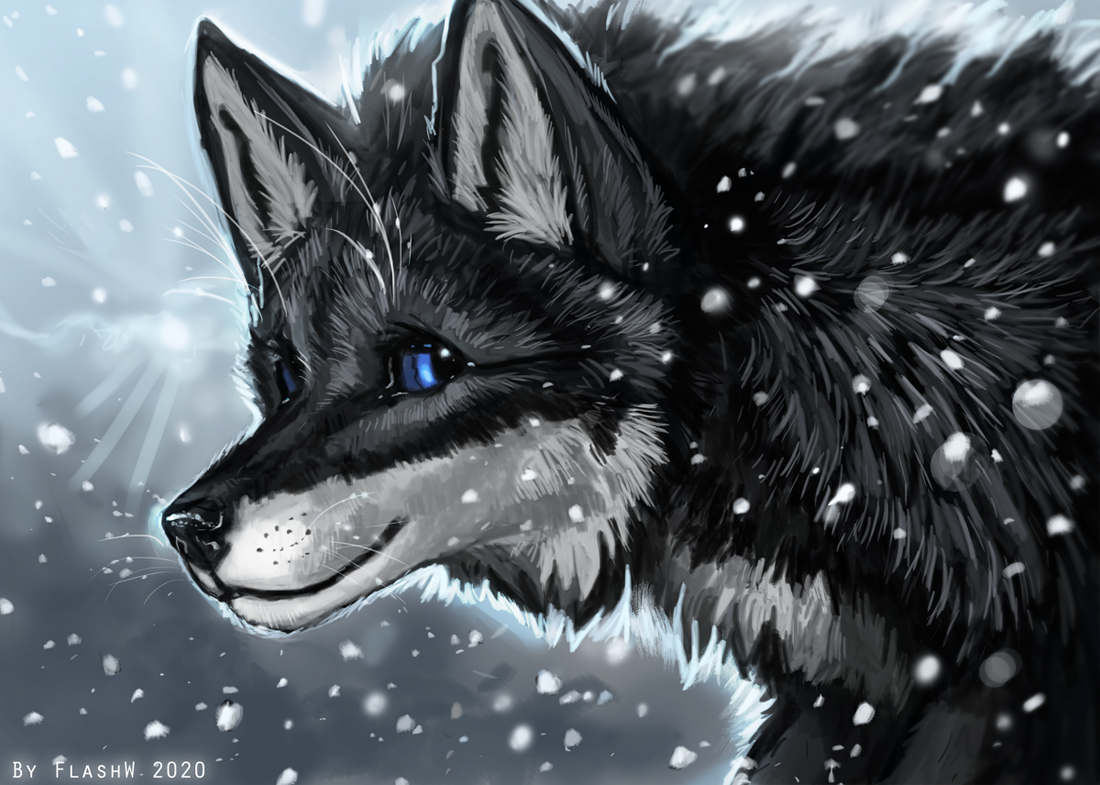 Portrait - Snow wolf