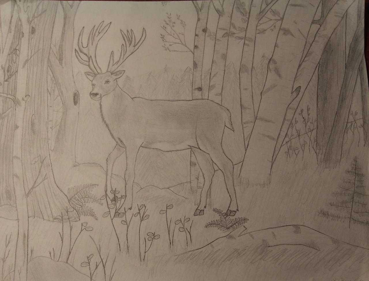 Traditional Deer Drawing
